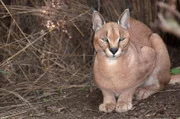 Der nachtaktive Karakal ist ein naher Verwandter der Wildkatze.
