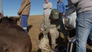 Der Tierarzt untersucht einen Büffel mit Ultraschall.