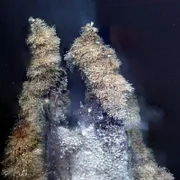 Auf einer hydrothermalen Quelle siedeln sogenannte Hoff-Krabben. Sie sind wegen ihrer starken Brustbehaarung nach dem Schauspieler David Hasselhoff benannt.