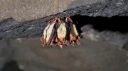 Mit ihren Zehenkrallen können sich Fledermäuse fest am Fels einhaken und so kopfüber hängen.