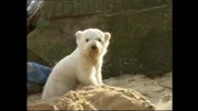 Eisbaer Knut aus dem Berliner Zoo