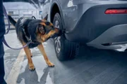 German Shepherd dog inspecting automobile and searching for drugs or other illegal items