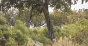 Ein Leopardenweibchen riskiert beim Beutesprung aus großer Höhe jedes Mal sein Leben.