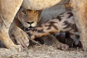 Nur erfahrene Löwen können eine Giraffe erbeuten – wenn sie im Team jagen.