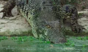 Das Leistenkrokodil in Australien hat ähnliche Überlebensstrategien wie die Brückenechse in Neuseeland.