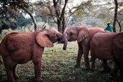 In einer Auffangstation bekommen Elefantenwaisen eine zweite Chance. Hier werden sie rund um die Uhr versorgt und lernen für ihr späteres Leben in Freiheit.