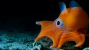 Der Pfannkuchentintenfisch lebt in der kalifornischen Tiefsee. Seine Kopfflossen haben ihm den Spitznamen "Dumbo"-Tintenfisch eingetragen.