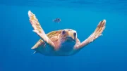 Meeresschildkröten sind oft nicht allein in den Weiten der Ozeane unterwegs. Nicht selten werden sie von Kolumbuskrabben geentert und als hochseetaugliche Fortbewegungsmittel genutzt.