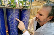Lionel Ranjard und sein Team vom INRAE lassen Maispflanzen in Töpfen wachsen, die mit einer Erde gefüllt sind, in der die Anzahl und Vielfalt der Bakterien kontrolliert werden.