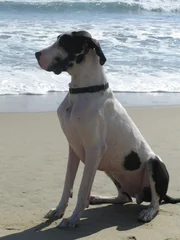 Familie Moore hat große Probleme mit ihrer 65 Kilo schweren Deutschen Dogge Bacchus. Kann der Hundeflüsterer Cesar Millan helfen?