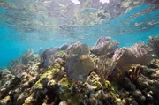 Das Belize Barrier Reef in der Karibik ist das zweitgrößte Korallenriff der Welt - und ein bedrohtes Paradies.