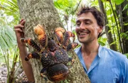„Das ist noch ein kleiner“, sagt der Meeresbiologe Uli Kunz. Der Palmendieb kann bis zu vier Kilo schwer werden, seine Beine können eine Spannweite von fast einem Meter erreichen.