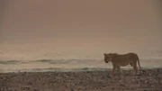 Nach 40 Jahren sind Löwen an die Skelettküste Namibias zurückgekehrt.