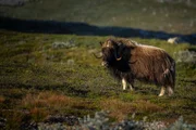 Moschusochsen wirken wie aus einer anderen Zeit – und tatsächlich zogen sie einst mit Mammuts durch die Steppe. In der Arktis konnten sie bis heute überleben.
