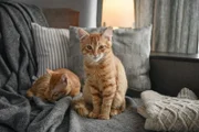 Two cute four month ginger kittens is sleeping in soft blanket on sofa at home