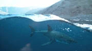 Forscher sind dem Geheimnis der Paarung Weißer Haie auf der Spur. Vor der mexikanischen Insel Guadalupe wurden Männchen und Weibchen gemeinsam gesichtet. Ein seltenes Ereignis.