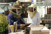 Grissom (William Petersen) und Sara (Jorja Fox) kümmern sich um den Bienenstock.