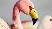 Trotz ihrer zarten Erscheinung sind Flamingos äußerst widerstandsfähig.
