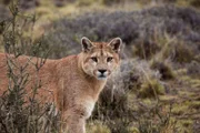 Ein Puma-Weibchen auf der Jagd im Torres del Paine Nationalpark in Chile. Die Pumas Patagoniens sind die größten der Welt.