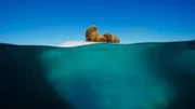 Walroßmutter und -kalb auf einem Eisberg, in der Arktis. Die Bindung zwischen Mutter und Kalb ist einzigartig, verstärkt durch stimmliche Kommunikation und ihren starken Geruchssinn.