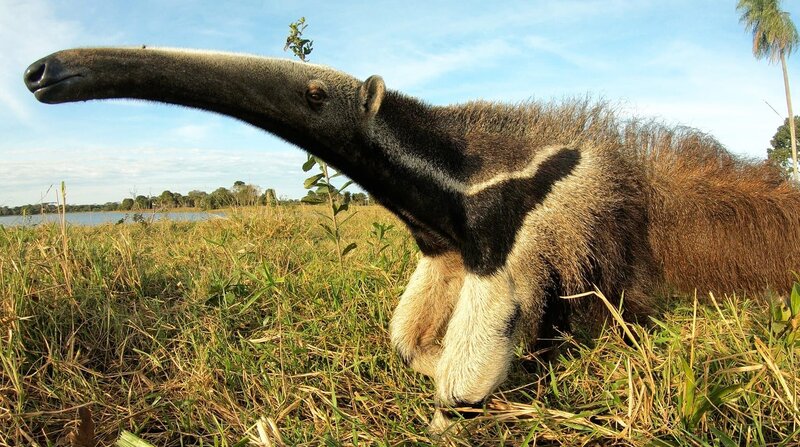 Unter Raubkatzen und Ameisenbären – Mit Lydia Möcklinghoff in Brasiliens Tierwelt (D, 2021)