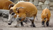 Entgegen aller Erwartungen gab es bei Familie Warzenschwein erneut Nachwuchs. - Mutter Dagamba mit Nachwuchs Tonka im Zoo Berlin.