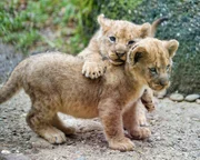 jungen Löwen