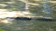 ARD/NDR MISSISSIPPI, TEIL 2, "Die große Flut", am Montag (18.03.13) um 20:15 Uhr im ERSTEN. Die Sümpfe von Louisiana sind perfekte Rückzugsgebiete für Alligatoren.