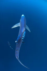 Der Blauhai nutzt die Meeresströmungen als Transportmittel. Sie bringen ihn jährlich 8000 Kilometer weit â€“ ohne groÃŸe Anstrengung.