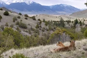Ein Tal am Rande der Absaroka Mountains in Montana ist das Zuhause einer Berglöwenmutter und ihrer Jungen. Über zwei Jahre lang wurden sie von einem Filmteam in ihrem natürlichen Lebensraum begleitet.