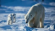 Ein Eisbärweibchen ist mit zwei Jungtieren unterwegs.