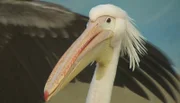ARD/NDR LEOPARD, SEEBÄR UND CO., Folge 115, "Eiertanz mit einer Giftnudel", am Dienstag (24.04.12) um 16:10 Uhr im ERSTEN. Der Pelikan ist froh, wieder draußen zu sein.