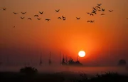 Tausende Kraniche rasten jedes Jahr bei ihrem Zug im Anklamer Stadtbruch an der Ostseeküste – und einige Vögel bleiben mittlerweile auch zur Brut in den ausgedehnten Küstenmooren.