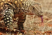 Der giftige Riesenwaran, ein zwei Meter langes Reptil, lebt in der heißen Wüste Australiens. Alice Springs, Australien.