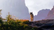 Wölfe durchwandern riesige Gebiete, doch noch hat sich in den Dolomiten kein Paar niedergelassen.  Es liegt am Menschen den Wolf in seinem ursprünglichen Gebiet wieder zuzulassen.