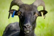 Hebridean-Schafe wie Betty sind klein und haben ein schwarzes Fell.