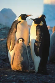 Penguins parents with their little baby.