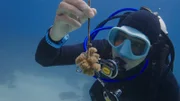 Gelingt es, Korallen zu züchten, die widerstandsfähiger gegen den Klimawandel sind? Uli Kunz - hier im Roten Meer bei Saudi-Arabien - unterstützt Forschende bei ihrer Arbeit.