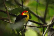 Zu den tierischen Stars am Amazonas gehört ein ganz besonderer Vogel: der Fadenpipra.
