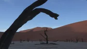 In der Namib-Wüste: Dead Vlei - eine 500 Jahre alte Baumruine.