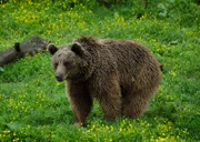 Braunbären sind die größten Landsäugetiere in der Türkei. Sie sind Einzelgänger und durchstreifen große Reviere, die einige hundert Quadratkilometer umfassen können.