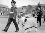 Ein britischer Soldat marschiert mit Ziege an der Spitze einer Militärparade.
