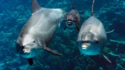 Große Tümmler auf Ausbildungstour. Die Eltern wollen dem Delfinkalb zeigen, wie es sich an Hornkorallen reiben kann, um die Haut zu schützen.