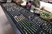 Die Chinesen glauben, dass auf Jade ein Fluch liegt, der Menschen verändert und Dinge tun lässt, die sie sonst nicht machen würden und trotzdem geben sie große Summen an Geld aus, um das grüne Gold abzubauen ...
