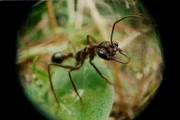 5. "Jack Jumper" sind Ameisen, die in Tasmanien vorkommen. Sie verfügen über ein wirksames Gift, das sie mit einem Stich injizieren.