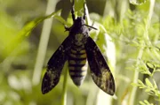 Der ursprünglich aus den Tropen Afrikas stammende Totenkopfschwärmer ernährt sich von Honig, den er aus Bienenstöcken stiehlt.