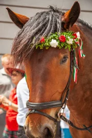 Die Pferde tragen die wunderschönen "Kranzel" auf ihren Köpfen.
