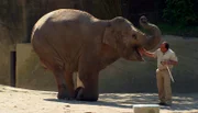 ARD/NDR LEOPARD, SEEBÄR UND CO., Folge 101, "Herzlich willkommen im Elefantenhaus!", am Montag (02.04.12) um 16:10 Uhr im ERSTEN. Thorsten Köhrmann trainiert mit der Elefantendame Salvana.
