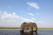 Elefantenparadies: Der Chobe-Fluss im Norden Botswana's. Hier gibt es reichlich Wasser und Futter bis zum Horizont.