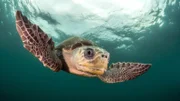 Eine Oliv-Bastardschildkröte ist auf dem Weg zu ihrem Heimatstrand an Costa Ricas Küste, über 1500 Kilometer ist sie bereits geschwommen.